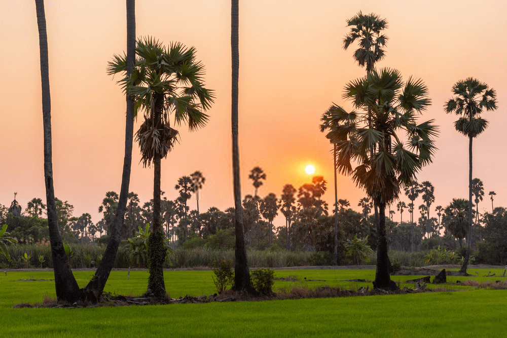 đường thốt nốt nguyên chất mua ở đâu tại hcm